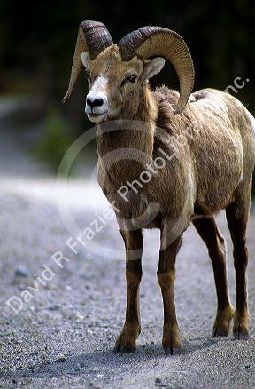 Big horn mountain sheep.
