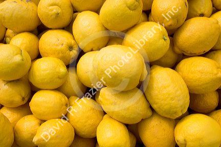 Lemons on display at a fruit stand in Morgan Hill, California.