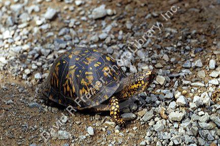 A male ornate box turtle.