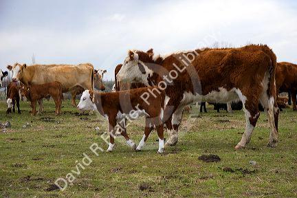 Cattle and their spring calves in a field, Idaho.