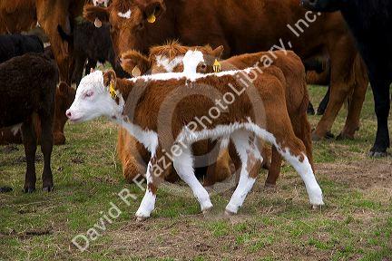 Cattle and their spring calves in a field, Idaho.