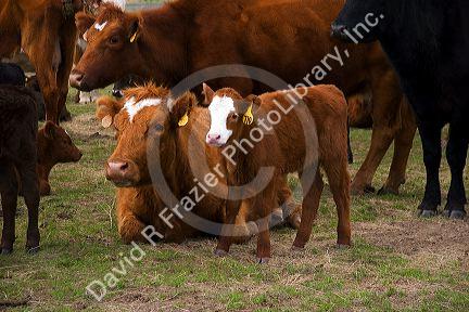 Cattle and their spring calves in a field, Idaho.