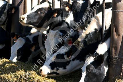 Holstein Dairy cows feeding, Idaho.