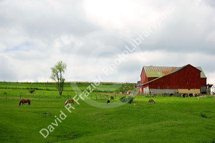 Horses graze on a farm near Berlin, Ohio.