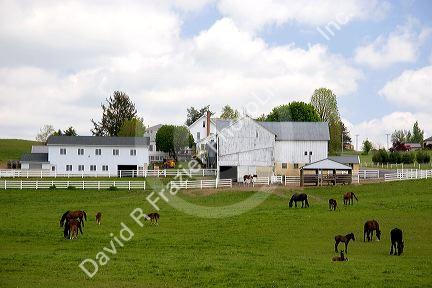 Farm scene with horse grazing near Berlin, Ohio.