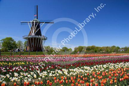 Windmill Island park with tulips in bloom at Holland, Michigan.