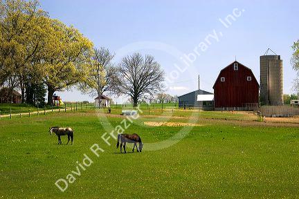 Red barn and horses on a farm at Onondaga, Michigan.