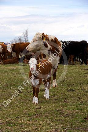 Cattle and their spring calves in a field, Idaho.