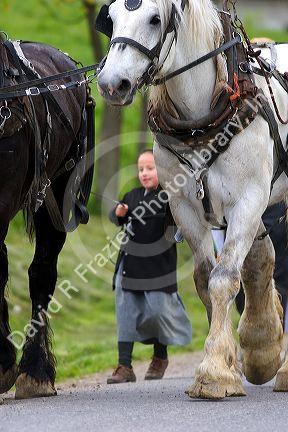 Work horse and amish girl near Berlin, Ohio.