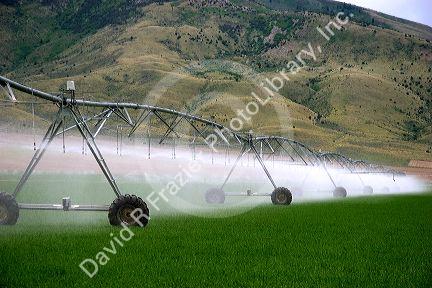 Sprinkler irrigation near Burley, Idaho.