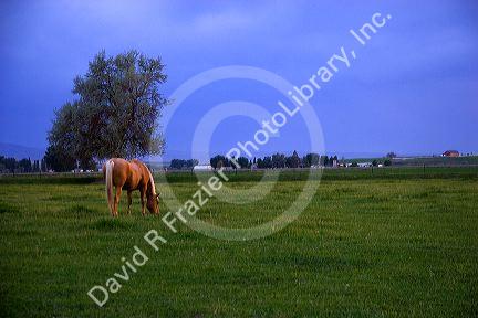 Horse grazing in pasture at dusk near Burley, Idaho.