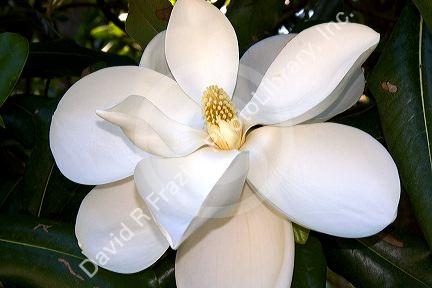 Magnolia tree.