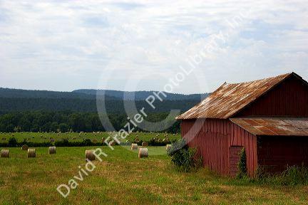 Round hay bales and red barn in northwest Arkansas.