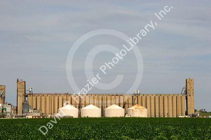 Soy bean field and grain elevators along the Mississippi River in Helena, Arkansas.