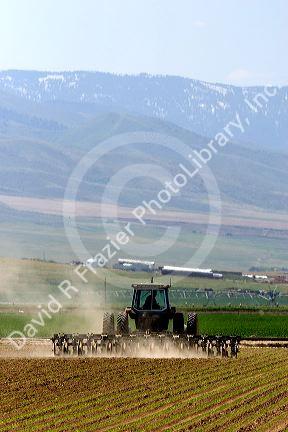 Cultivating sugar beets near Burley, Idaho.