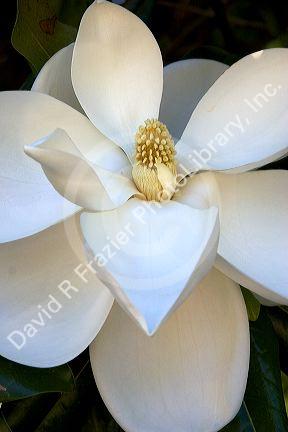 Magnolia tree.