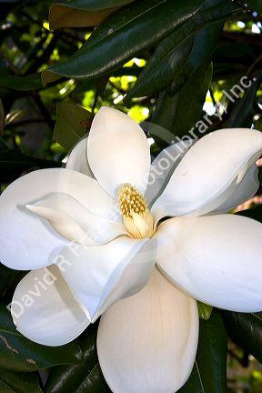 Magnolia tree.