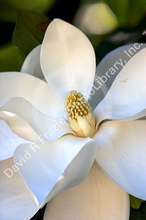 Magnolia tree.