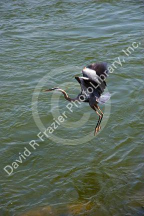 Great Blue heron in Tennessee.