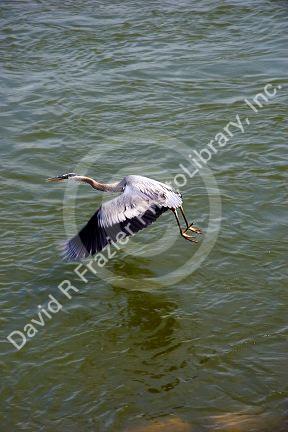 Blue heron in Tennessee.