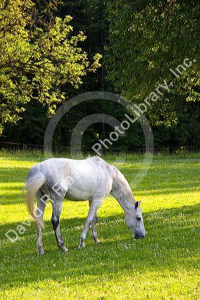 Horse grazes on a farm near Zurich, Switzerland.