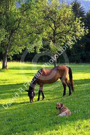 Horse grazes on a farm near Zurich, Switzerland.