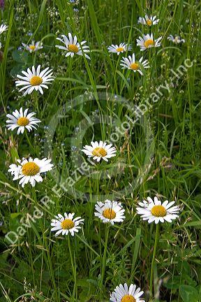 Wild daisy flowers on a farm near Zurich, Switzerland.