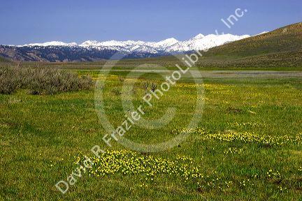 Early spring in an Idaho meadow.