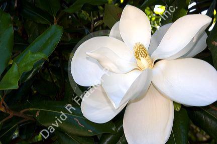Magnolia tree.