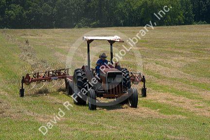 A young boy driving a tractor harvesting Timothy Hay near Conway, Arkansas.
