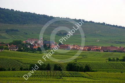 Vineyards near the village of Ribeauville, Eastern France.
