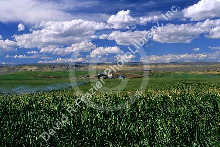 Irrigated corn field near Glenns Ferry, Idaho.