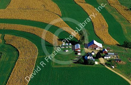 Corn and alfalfa strip farming  in Southwest Wisconsin.