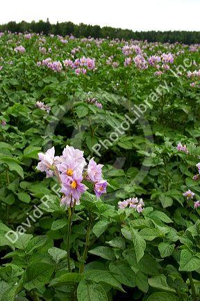 Potato field on Prince Edward Island, Canada.