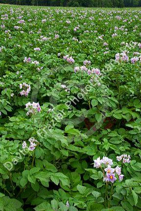 Potato field on Prince Edward Island, Canada.