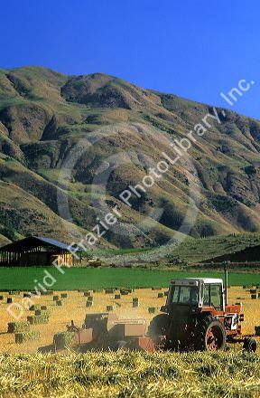 Oat hay harvest in Gardena, Idaho.