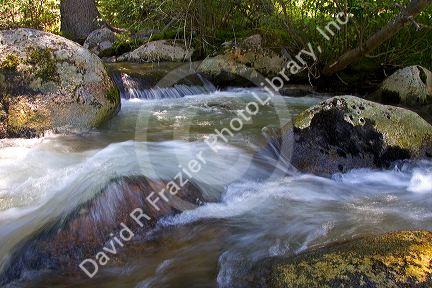 Small tributary stream along the South Fork of the Salmon River near Yellow Pine, Idaho.