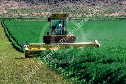 Swather cutting alfalfa in Grandview, Idaho.