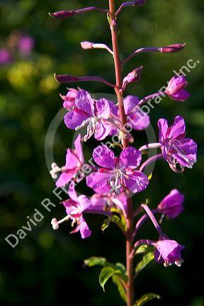 Fireweed wildflower also known as blooming Sally in New Brunswick, Canada.