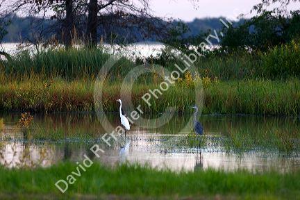 White egret and great blue heron at Swan Lake National Wildlife Refuge in Sumner, Missouri.