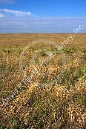 Grassland prairie east of Sidney, Nebraska.