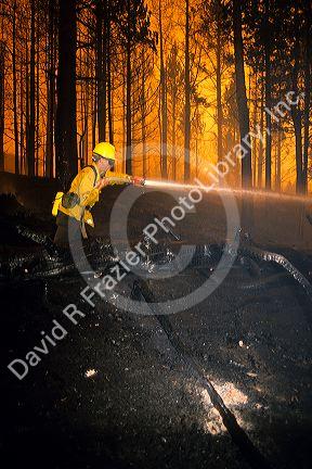 A firefighter working to put out a forest fire in Yellowstone National Park, Wyoming during the historic 1988 blaze.