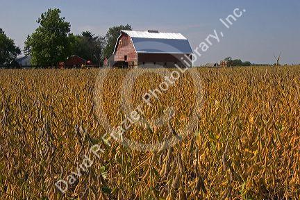 Red barn and soy bean crop in Ladd, Illinois.