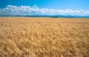 Barley field in Eastern Idaho.