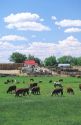 Cattle grazing on a farm in Idaho.