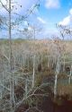 Cypress trees growing in Florida everglades.