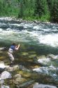 Fly fisherman lands a cutthroat trout in the Locksa River, Idaho.