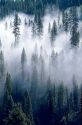 Fog shrouded pine forest near Cascade, Idaho.