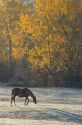 Horse grazing in a frosty autumn pasture.