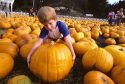 Young boy with his arms around a large pumpkin in a pumkin patch.